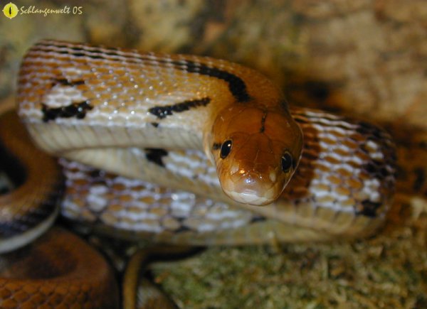 Indische Schmucknatter Schlangenarten Schlangenwelt