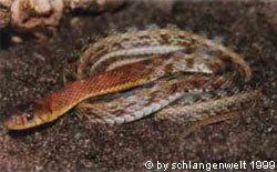Die Gelbhalswassernatter (Amphiesma stolata)