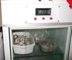 Inkubator (Aquarienmethode)