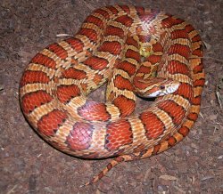 Die Kornnatter (Pantherophis guttatus)