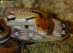 Die indische Schmucknatter (Coelognathus helenus)